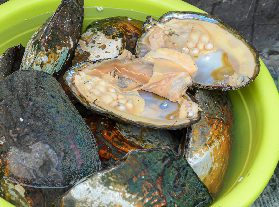 Hoe Ontstaat Een Parel In Een Oester